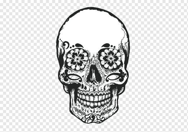 Очертания черепа