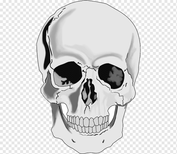 Череп на белом фоне