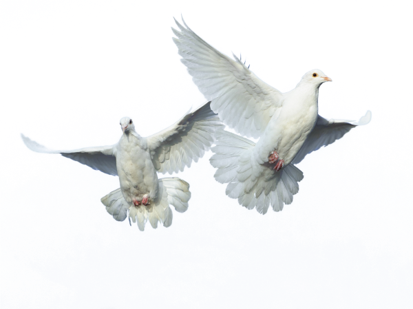 Белый голубь без фона