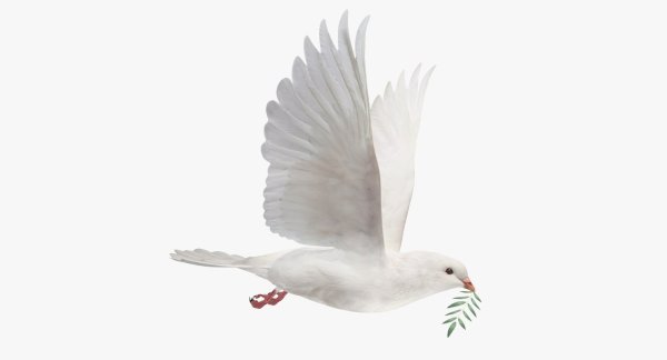 Белый голубь на белом фоне