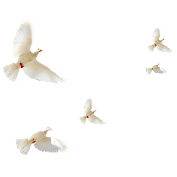 Птичка на белом фоне