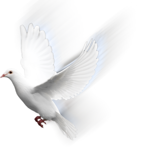 Голубь на прозрачном фоне