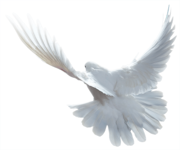 Голубь взлетает