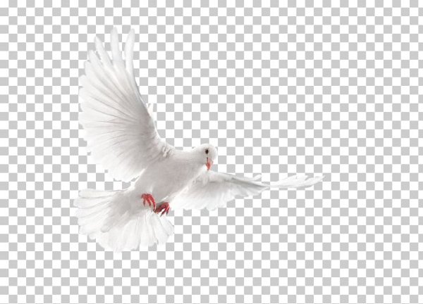 Белый голубь на прозрачном фоне