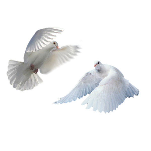 Белая птица на прозрачном фоне