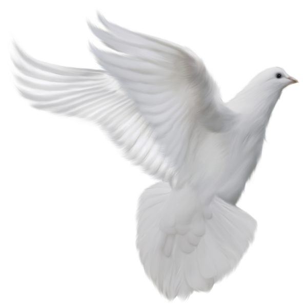 Птица мира на прозрачном фоне