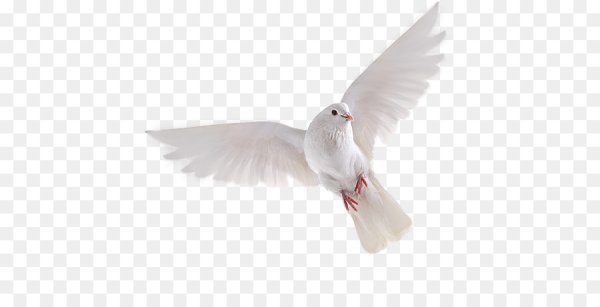 Белая птица на прозрачном фоне