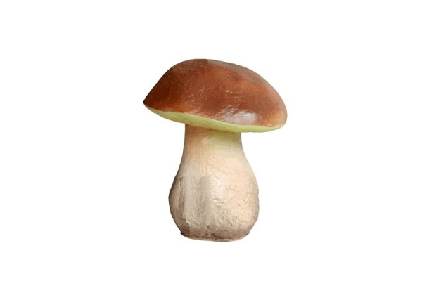 Белый масленок гриб