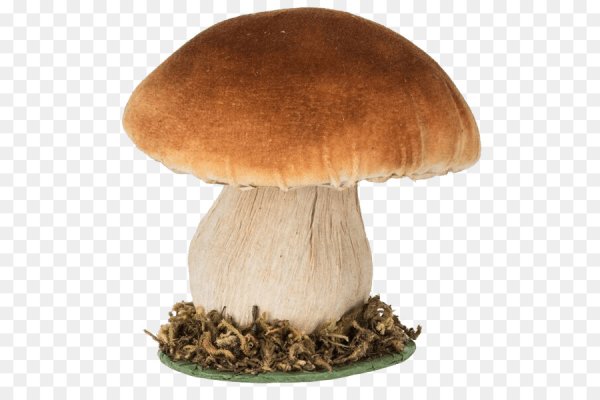 Белый гриб на прозрачном фоне