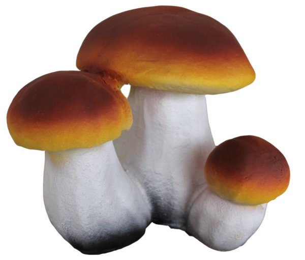 Гриб Боровик