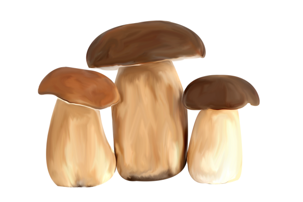 Грибы на белом фоне