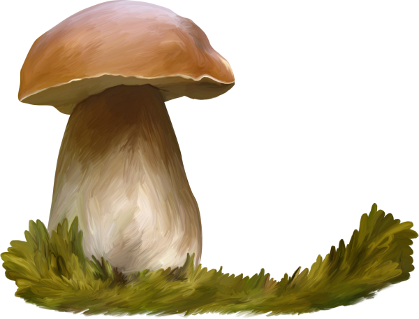 Клипарт грибы на прозрачном фоне