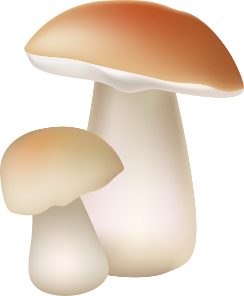 Грибы на прозрачном фоне