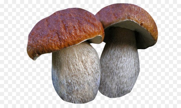 Гриб подосиновик на белом фоне