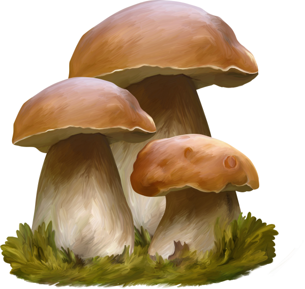 Белый гриб на прозрачном фоне