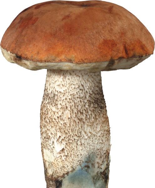 Белый гриб Боровик на белом фоне