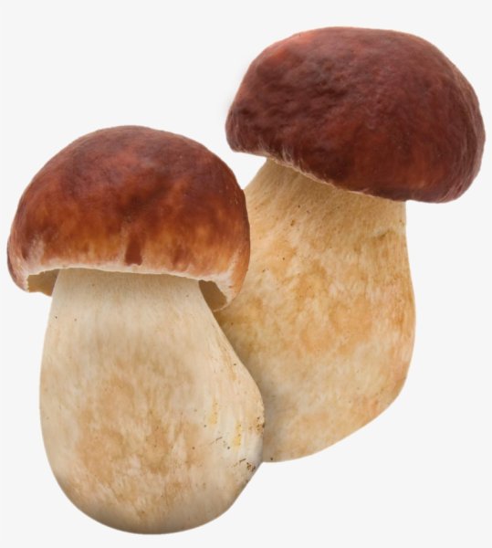 Грибы на прозрачном фоне