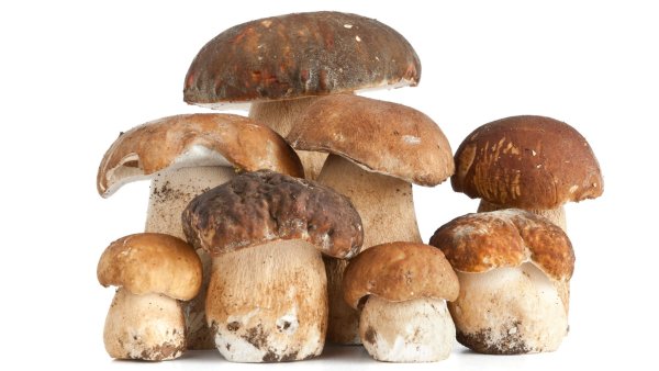 Гриб Боровик на белом фоне