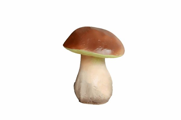 Белый гриб на белом фоне