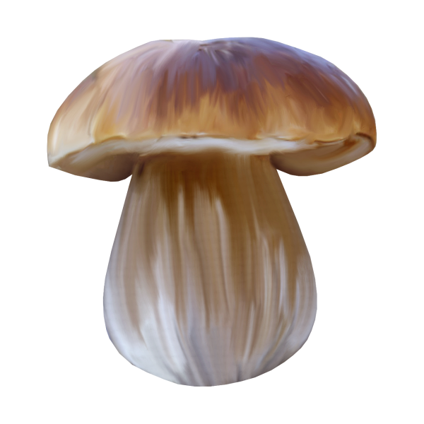 Грибы на прозрачном фоне