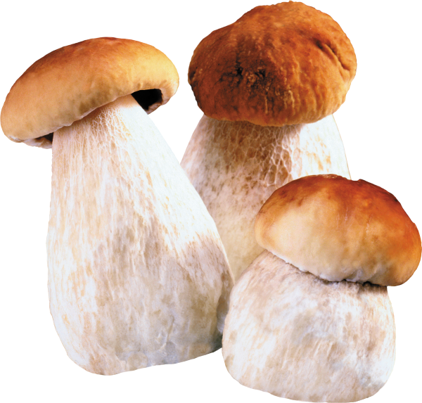 Белый гриб на белом фоне