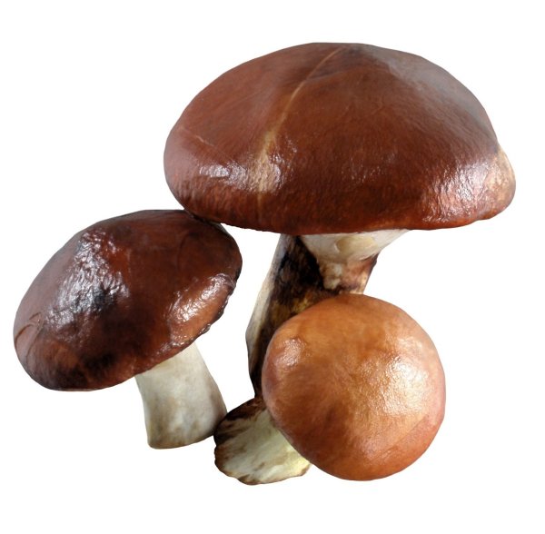 Белые маслята