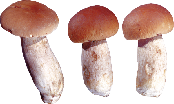 Грибы на прозрачном фоне