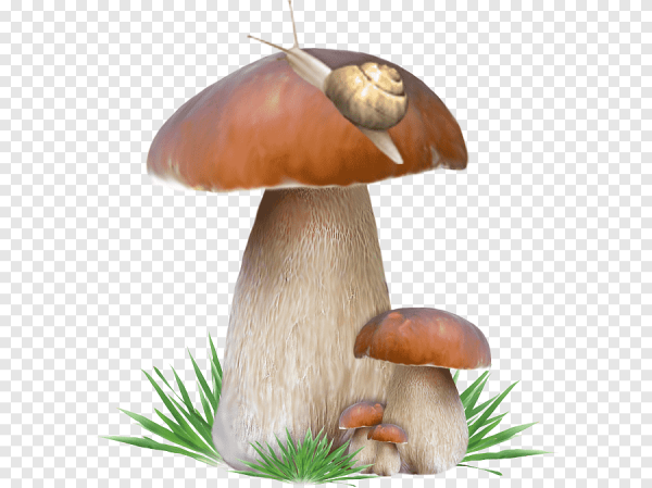 Белый гриб на белом фоне