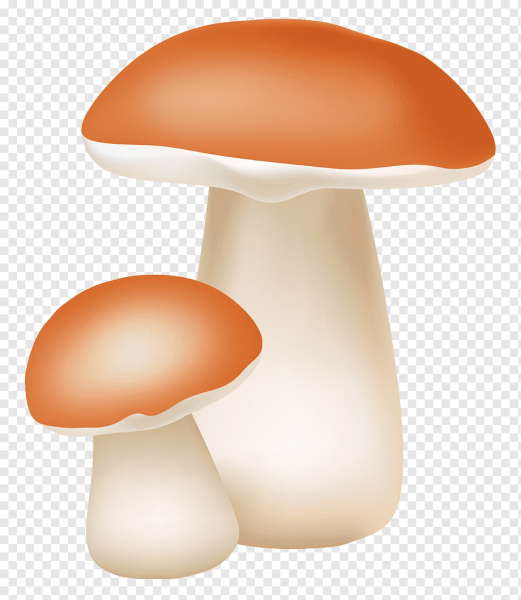 Грибы на белом фоне