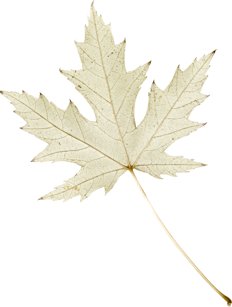 Прозрачные листья