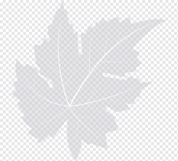 Лист клена прозрачный