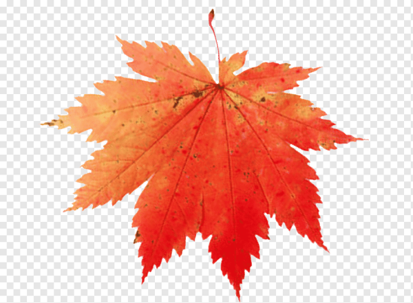 Лист клена на прозрачном фоне
