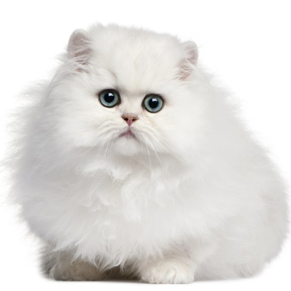 Пушистая кошка