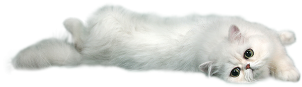 Котенок на прозрачном фоне