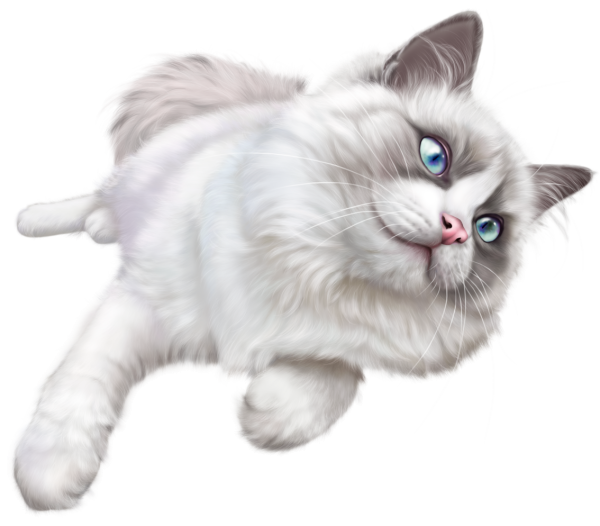 Кошка на белом фоне