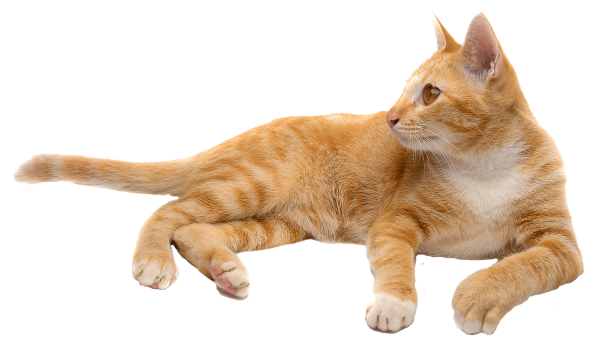 Рыжая кошка