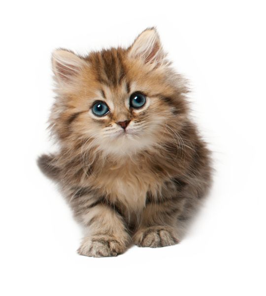 Котенок на прозрачном фоне