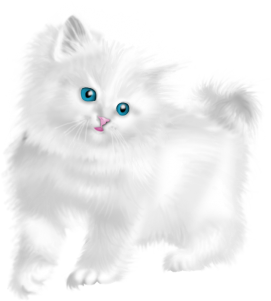 Котик на белом фоне