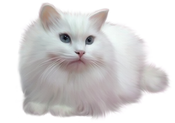 Кошка на белом фоне