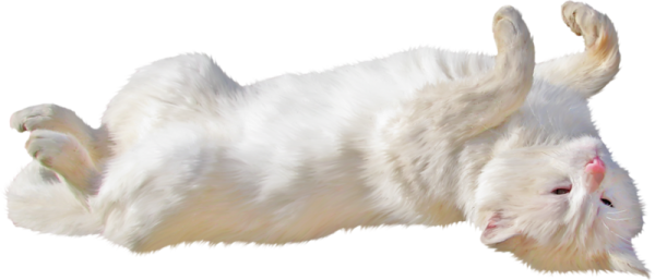 Кот лежит на белом фоне