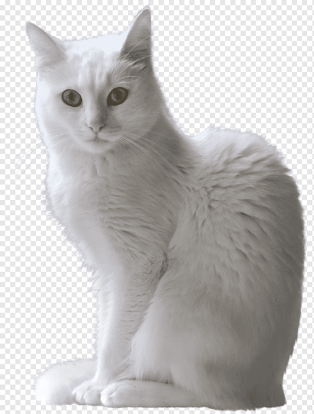 Турецкая ангора кошка короткошерстная