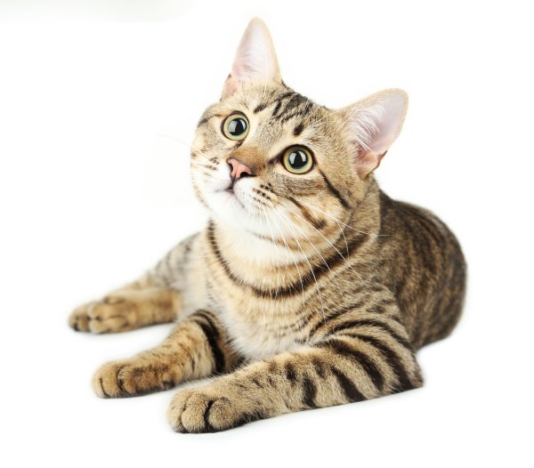 Кошки на белдлоом ф оне