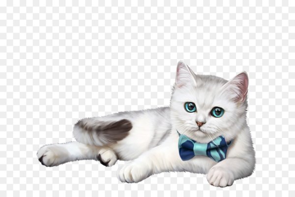 Кошка на белом фоне