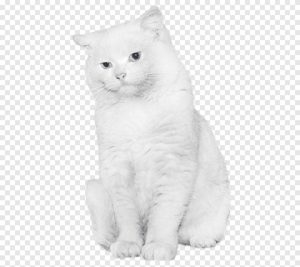 Белый кот на белом фоне