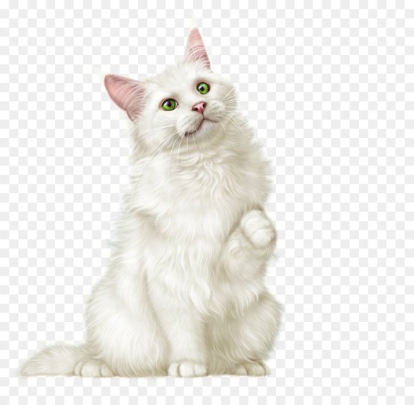 Белая кошка на белом фоне