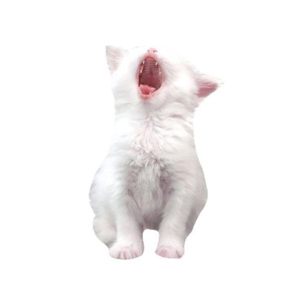 Кот на прозрачном фоне спит белый