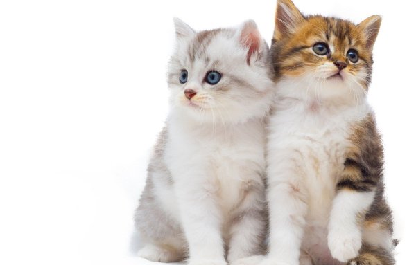 Котенок на белом фоне