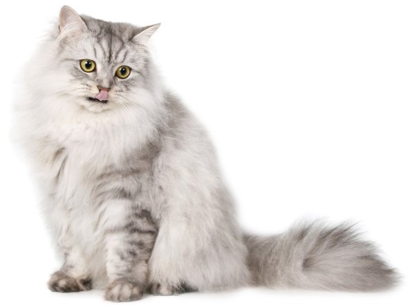 Кошка на белом фоне