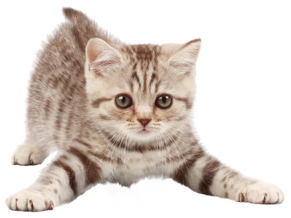 Интерактивная игрушка кошка