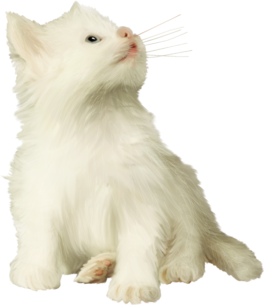 Белый котик на белом фоне